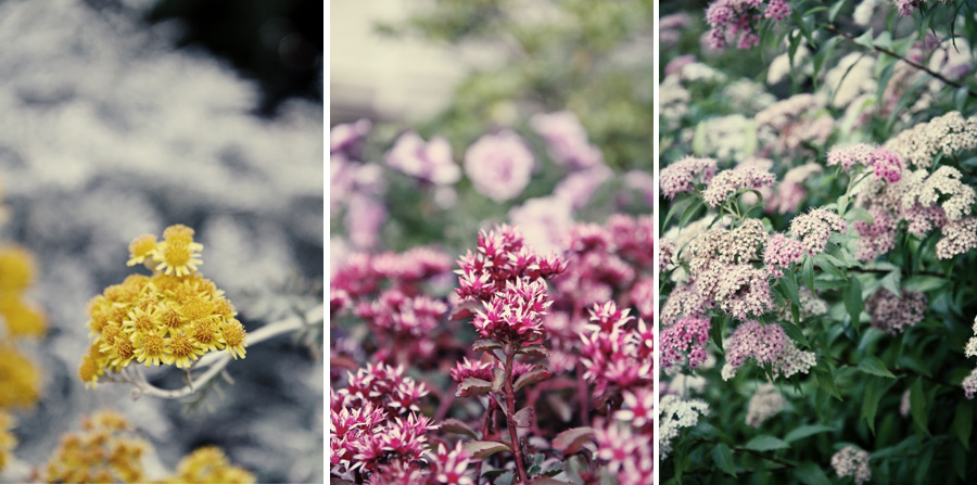 Flowers x 3
