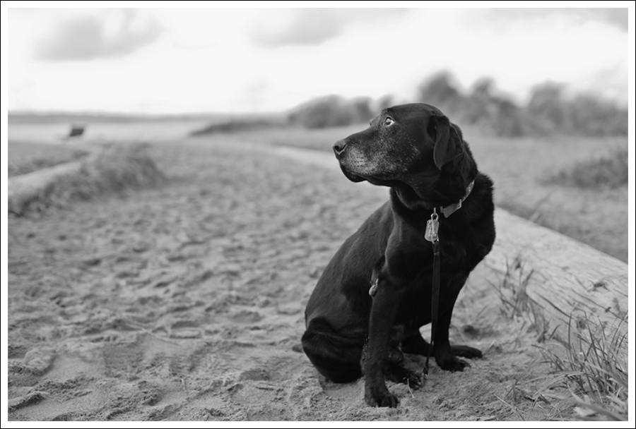 Buddy3