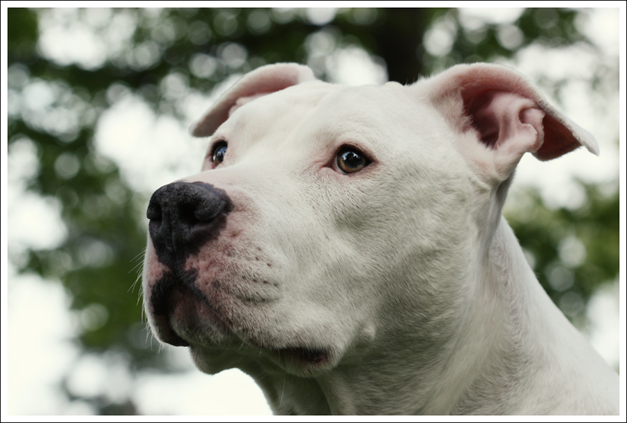 Dogo