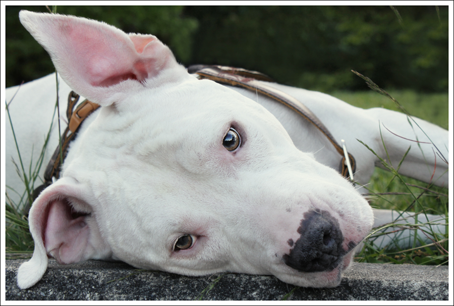 Dogo2