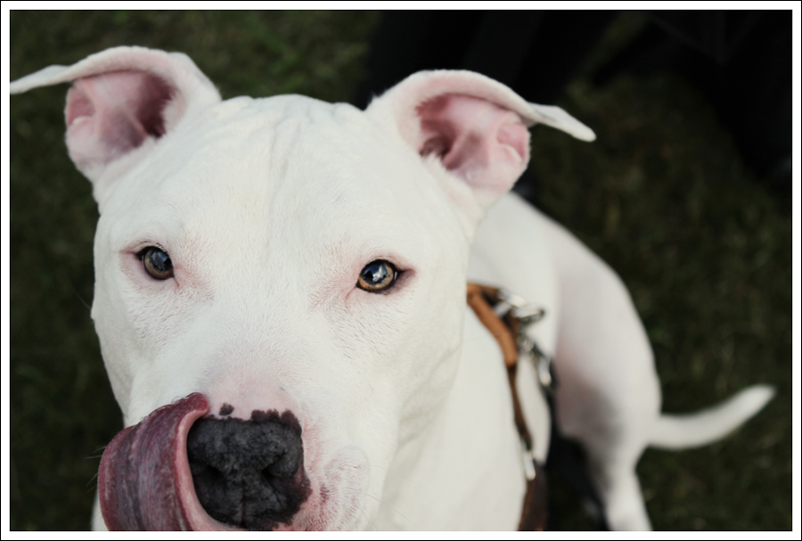 Dogo3