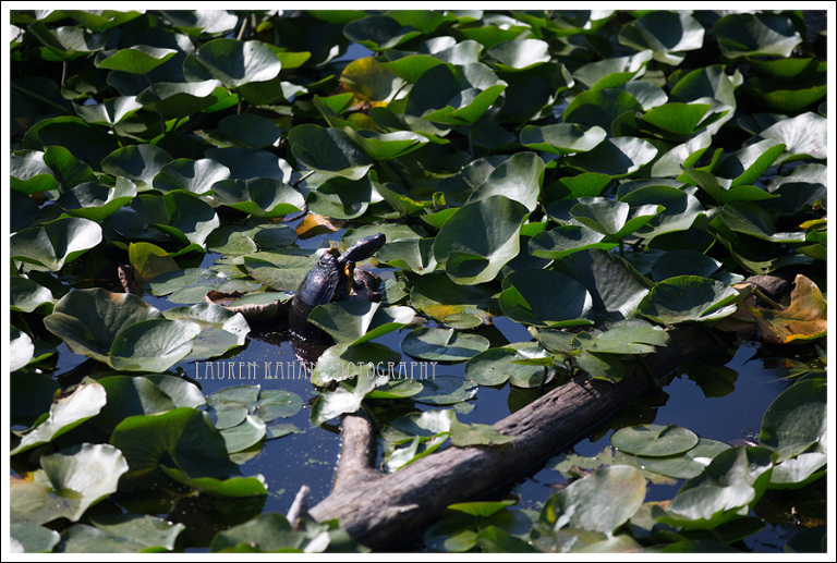 Blog Seattle Lifestyle Family Photographer Veach-34